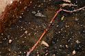 Dolomedes_ZZ321_D3591_Z_75_Mt Augustus_Australie